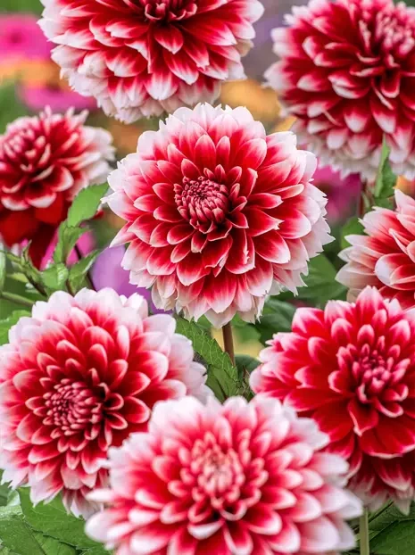 Dahlie (Dahlia)  'Red & White Fubuki'