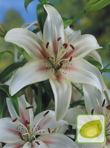 Billige Lilie (Lilium) Marseille