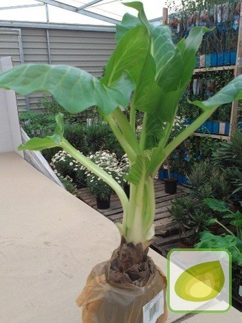 Riesenlilie Himalaya (Cardiocrinum giganteum) 1 St.