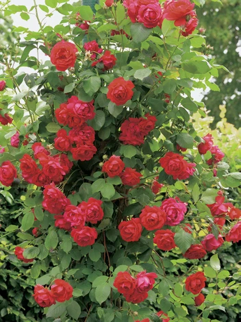 Kletterrose (Rosa) 'Mushimara'