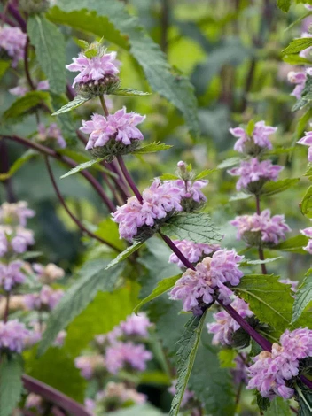 Brandkraut (Phlomis) Tuberosa Amazone