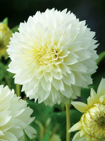 Dahlie (Dahlia) 'Myama Fubuki'