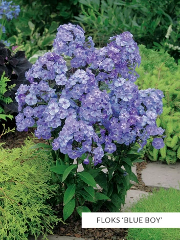 Blau Collection Satz mit 10 Stück