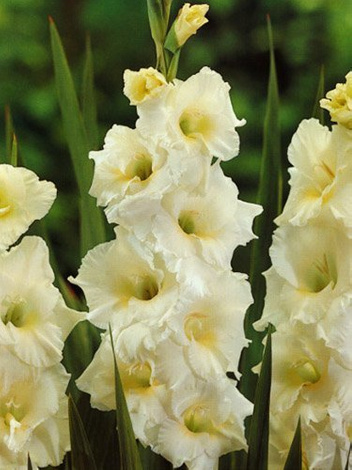 Gladiole billig (Gladiolus) 'White Friendship'