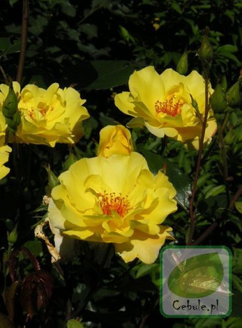 Róża (Rosa) Golden Showers