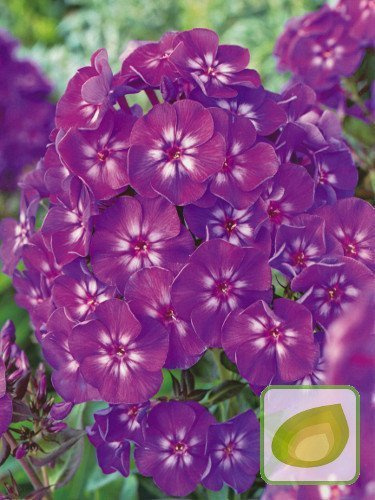 Flammenblume (Phlox) Uspech
