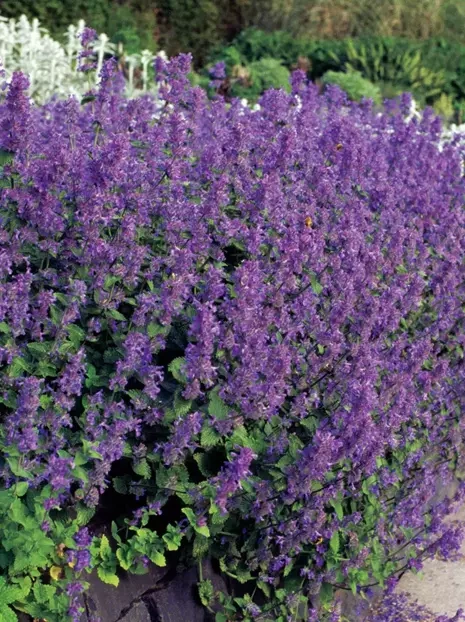Katzenminze Samen (Nepeta cataria)