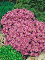 Aster 'Herbstgruss Von Bresserhof' 1 St.