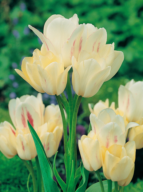 Tulpe (Tulipa) 'Candy Club'