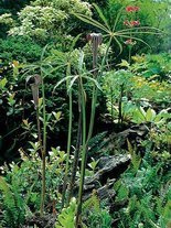 Kobralilie (Arisaema speciosum)  1 St.