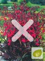 Lobelie (Lobelie cardinalis) 'Russian Prince'