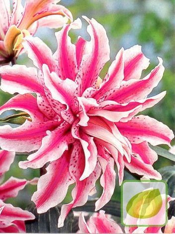 Satz Exklusiv Orientalische Lilien Gefülltblühende