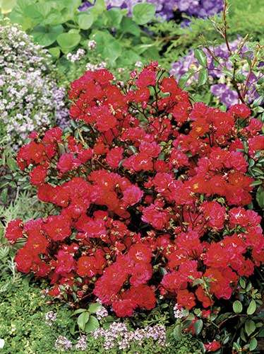 Bodendeckerrose Rose (Rosa) 'Red Fairy'