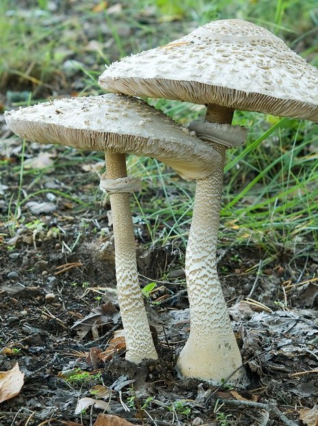 Parasolpilz (Macrolepiota procera) Parasolpilzkultur