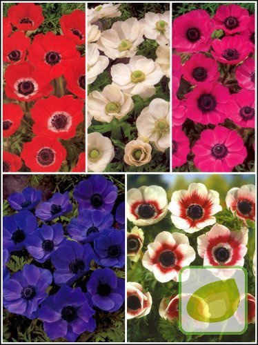 SATZ Windröschen einzelblüten