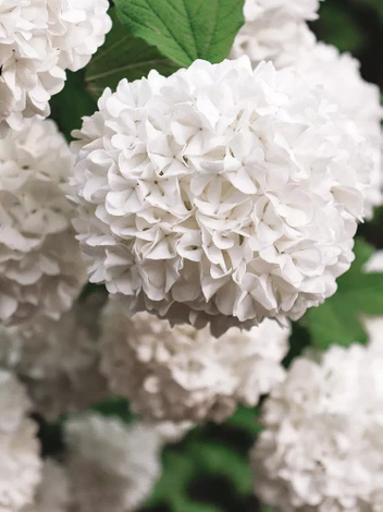 Gartenhortensie (Hydrangea) Blau
