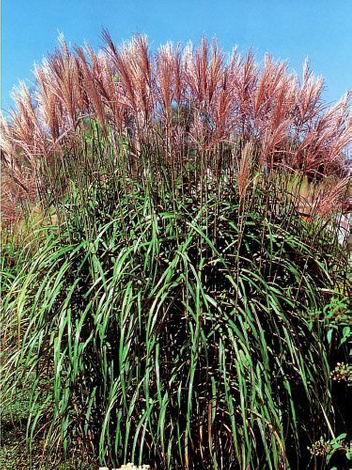 Ziergras Chinaschilf (Miscanthus sinensis) 'Maleparthus'