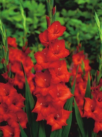 Gladiole billig (Gladiolus) 'Mascagni'