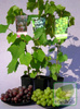 Weinrebe (Vitis) Arkadia