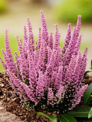 Heidekräuter (Erica carnea) 'Beauty Queen' ⌀17cm