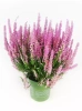 Heidekräuter (Erica carnea) 'Beauty Queen' ⌀17cm