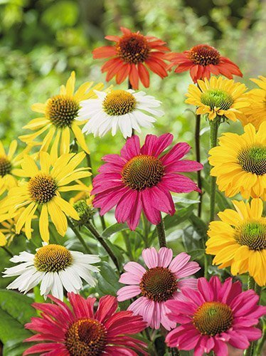 Sonnenhut MIschfarben Samen (Echinacea)