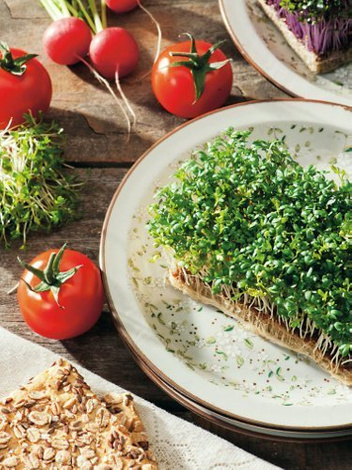 Samen Schaumkraut (Cardamine L.) 