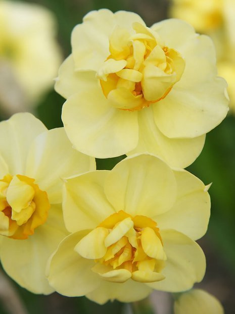 Narzisse (Narcissus) 'Yellow Cheerfulness'