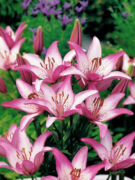 Lilie (Lilium) 'Sorbet'