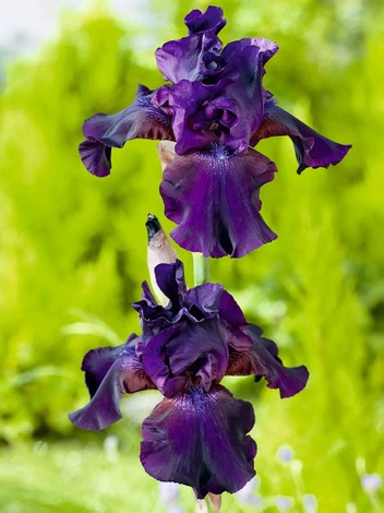 Irys Purple Gem