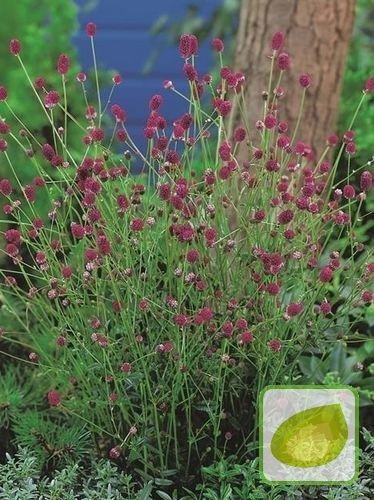 Wiesenknopf (Sanguisorba) Tanna